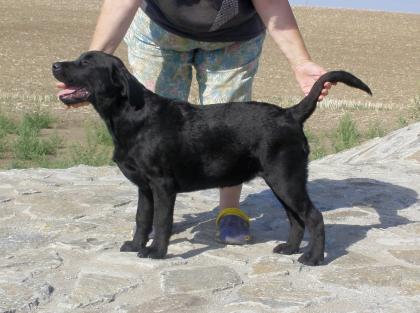 Junge Labradorhündin schon vollzahnige super nettes Charakter FCI Pedigreem s