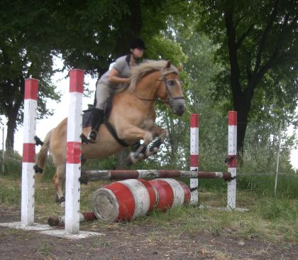 Suche Pferd für Reitbeteiligung