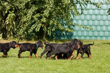 3 3 kleine wunderschöne Gordon Setterwelpen suchen netten Familienanschluss