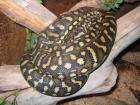 Verkaufe Morelia spil. sibling 0. 1adult und eine morel. spil. spil. 0. 1 adult