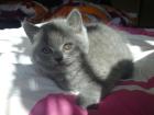 Blaues Kartäuser Kitten sucht ab 01. 09. 12 neue Dosenöffner