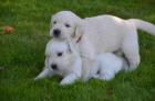Golden Retriever Welpen ab sofort abzugeben