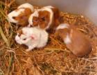 Meerschweinchenjunge in Liebefolle Hände abzugeben