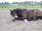 Oldenburger Mix Stute