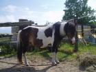 Welsh a Mix Stute