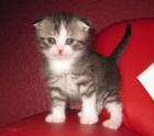 Zuckersüße Scottish Fold Kitten