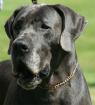 Deutsche Dogge Blau 7 Mon. Rüde
