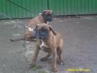 Boxerwelpen