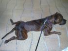 Hübsche Staffordshire-Boxermix Hündin
