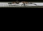 Idolomantis diabolica