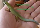 Palmentaggecko Phelsume dubia