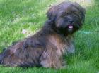 Lhasa Apso Welpen kleine tibetische Schätze