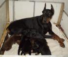 Dobermannwelpen schwarz braun mit Ahnentafel