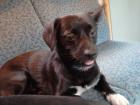 Tayson sucht ein neues Zuhause