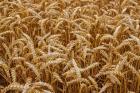 Ackerland Sales Lease-Back- Geschäft in Lettland