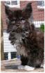 TYPVOLLE MAINECOON RASSELBANDE.