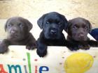 Labrador- Welpen 2 schokobraune 1 schwarzer warten auf eine neue Familie